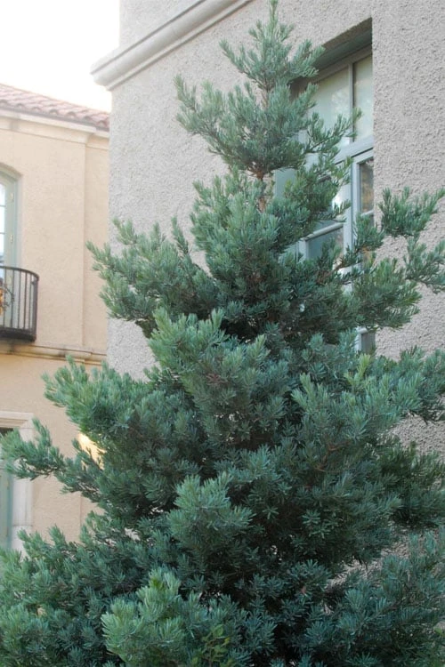 Blue Podocarpus Yew - 7 Gallon Pot 1 Blue Podocarpus Yew - 7 Gallon Pot