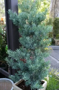 Blue Podocarpus Yew - 7 Gallon Pot 13 Blue Podocarpus Yew - 7 Gallon Pot -OLALA Plant Shop podocarpus elongatus blue podocarpus 4