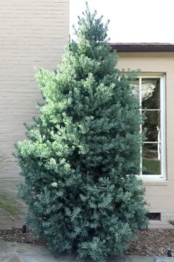 Blue Podocarpus Yew - 3 Gallon Pot 10 Blue Podocarpus Yew - 3 Gallon Pot -OLALA Plant Shop podocarpus elongatus blue podocarpus 5 1