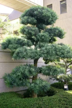 Blue Podocarpus Yew - 3 Gallon Pot 12 Blue Podocarpus Yew - 3 Gallon Pot -OLALA Plant Shop podocarpus elongatus blue podocarpus 6 1