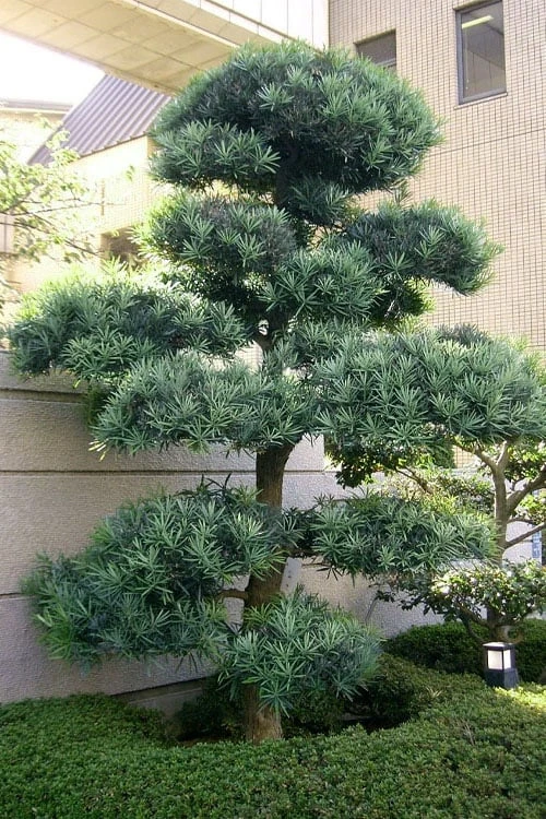 Blue Podocarpus Yew - 3 Gallon Pot 6 Blue Podocarpus Yew - 3 Gallon Pot - Image 6