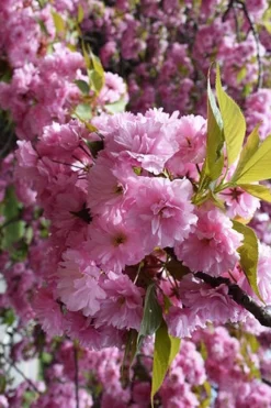 Kwanzan Pink Double Flowering Cherry Tree - 3 Gallon Pot -OLALA Plant Shop prunus serrulata kwansan flowering cherry 13