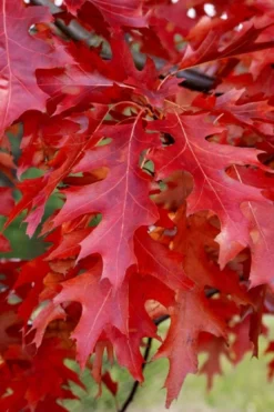Scarlet Oak Tree (Quercus Coccinea) - 3 Gallon Pot -OLALA Plant Shop quercus coccinea scarlet oak 11