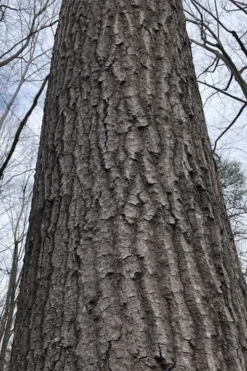 Scarlet Oak Tree (Quercus Coccinea) - 3 Gallon Pot -OLALA Plant Shop quercus coccinea scarlet oak bark trunk 11