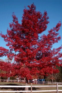 Scarlet Oak Tree (Quercus Coccinea) - 3 Gallon Pot