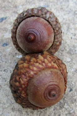 Scarlet Oak Tree (Quercus Coccinea) - 3 Gallon Pot -OLALA Plant Shop quercus coccinea scarlet oak tree acorns