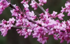 Eastern Redbud - 7 Gallon Pot -OLALA Plant Shop redbud Eastern Tree Flowers