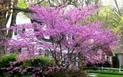 Eastern Redbud - 7 Gallon Pot -OLALA Plant Shop redbud Eastern Tree In Bloom