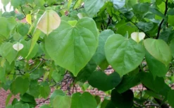 Eastern Redbud - 7 Gallon Pot -OLALA Plant Shop redbud Eastern Tree Leaves Foliage
