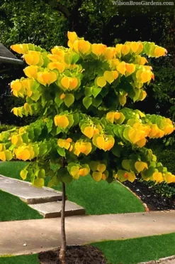 The Rising Sun Redbud Tree - 3 Gallon Pot 11 The Rising Sun Redbud Tree - 3 Gallon Pot -OLALA Plant Shop redbud rising sun 52 2