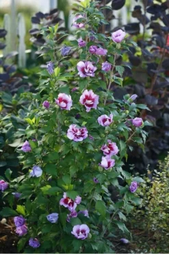 Purple Pillar Rose Of Sharon - 1 Gallon Pot -OLALA Plant Shop rose of sharon purple pillar 20