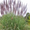 Ravenna Hardy Pampas Grass - 1 Gallon Pot