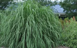 Ravenna Hardy Pampas Grass - 1 Gallon Pot 8 Ravenna Hardy Pampas Grass - 1 Gallon Pot -OLALA Plant Shop sacccharum ravennae hardy pampas grass 4