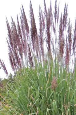 Ravenna Hardy Pampas Grass - 1 Gallon Pot 9 Ravenna Hardy Pampas Grass - 1 Gallon Pot -OLALA Plant Shop sacccharun ravennae hardy pampas grass 2