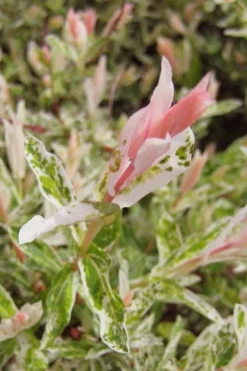 Flamingo Dappled Willow (Shrub Form) - 1 Gallon Pot -OLALA Plant Shop salix integra flamingo dappled willow bush 3