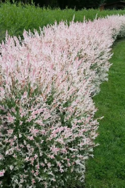 Flamingo Dappled Willow (Shrub Form) - 1 Gallon Pot -OLALA Plant Shop salix integra flamingo dappled willow bush 4