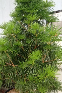 Joe Kozey Japanese Umbrella Pine (Sciadopitys) - 6 Gallon Pot -OLALA Plant Shop sciadopitys verticillata joe kozey japanese umbrella pine 3
