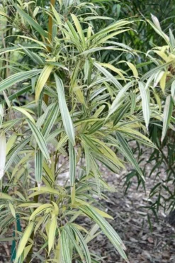 Variegated Chinese Temple Bamboo - Sinobambusa Tootsik 'Albostriata' - 3 Gallon Pot -OLALA Plant Shop sinobambusa toosik albostriata variegated temple bamboo 1