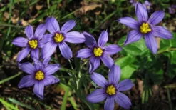 Moody Blues Blue-Eyed Grass (Sisyrinchium) - 1 Gallon Pot -OLALA Plant Shop sisyrinchium idahoense macounii moody blues blue eyed grass 4