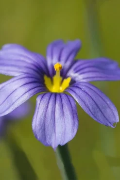 Moody Blues Blue-Eyed Grass (Sisyrinchium) - 1 Gallon Pot -OLALA Plant Shop sisyrinchium idahoense macounii moody blues blue eyed grass 5