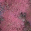 Grace Pink Flowering Smoke Tree - 3 Gallon Pot