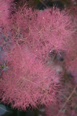Grace Pink Flowering Smoke Tree - 5 Gallon Pot -OLALA Plant Shop smoketree grace 8 2