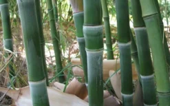 Solid Stem Bamboo - Phyllostachys Heteroclada - 3 Gallon Pot (4-6') -OLALA Plant Shop solid stem bamboo