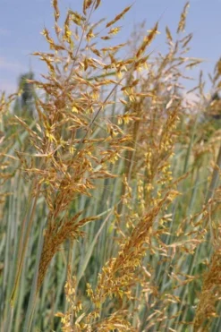 Indian Steel Blue Prairie Grass (Sorghastrum Nutans) - 1 Gallon Pot -OLALA Plant Shop sorghastrum nutans indian steel blue prairie grass 2