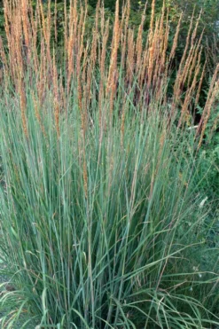 Indian Steel Blue Prairie Grass (Sorghastrum Nutans) - 1 Gallon Pot -OLALA Plant Shop sorghastrum nutans indian steel blue prairie grass 4