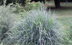 Indian Steel Blue Prairie Grass (Sorghastrum Nutans) - 1 Gallon Pot -OLALA Plant Shop sorghastrum nutans indian steel blue prairie grass 5