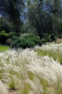 Peruvian Feather Grass (Stipa Ichu) - 1 Gallon Pot -OLALA Plant Shop stipa ichu peruvian feather grass 12