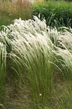 Peruvian Feather Grass (Stipa Ichu) - 1 Gallon Pot -OLALA Plant Shop stipa ichu peruvian feather grass 14