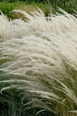 Peruvian Feather Grass (Stipa Ichu) - 1 Gallon Pot -OLALA Plant Shop stipa ichu peruvian feather grass 7