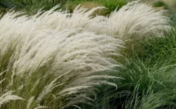 Peruvian Feather Grass (Stipa Ichu) - 1 Gallon Pot -OLALA Plant Shop stipa ichu peruvian feather grass 8