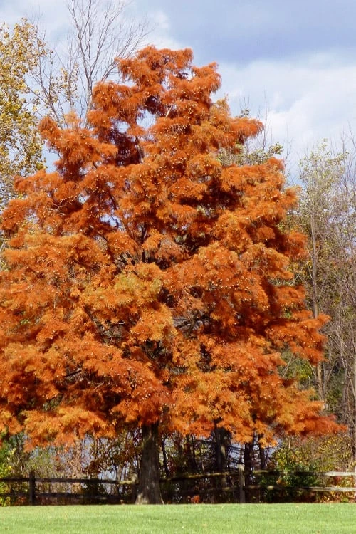 Bald Cypress - Taxodium Distichum - 3 Gallon Pot 10 Bald Cypress - Taxodium Distichum - 3 Gallon Pot - Image 10