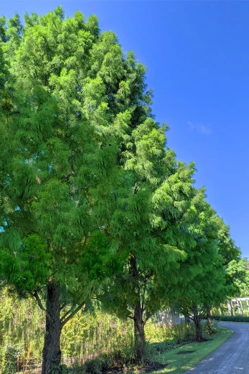 Bald Cypress - Taxodium Distichum - 3 Gallon Pot 1 Bald Cypress - Taxodium Distichum - 3 Gallon Pot