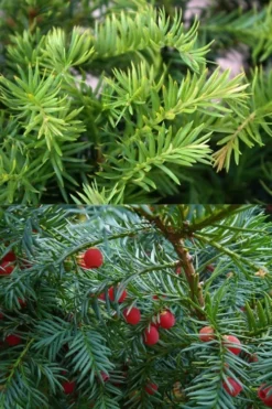 Spreading English Yew (Taxus Baccata 'Repandens) - 3 Gallon Pot -OLALA Plant Shop taxus baccata repandens speading english yew 10