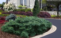 Spreading English Yew (Taxus Baccata 'Repandens) - 1 Gallon Pot -OLALA Plant Shop taxus baccata repandens speading english yew 2 1