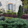 Spreading English Yew (Taxus Baccata 'Repandens) - 3 Gallon Pot