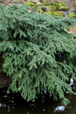 Spreading English Yew (Taxus Baccata 'Repandens) - 3 Gallon Pot -OLALA Plant Shop taxus baccata repandens speading english yew 8