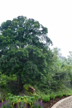 Chinese Yew Tree (Taxus Chinensis) - 3 Gallon Pot -OLALA Plant Shop taxus chinensis chinese yew 2