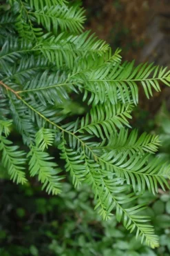 Chinese Yew Tree (Taxus Chinensis) - 3 Gallon Pot