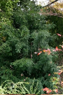 Chinese Yew Tree (Taxus Chinensis) - 3 Gallon Pot -OLALA Plant Shop taxus chinensis chinese yew tree 3