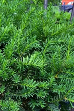 Capitata Upright Yew (Taxus Cuspidata) - 6 Gallon Pot -OLALA Plant Shop taxus cuspidata capitata upright japanese yew 3