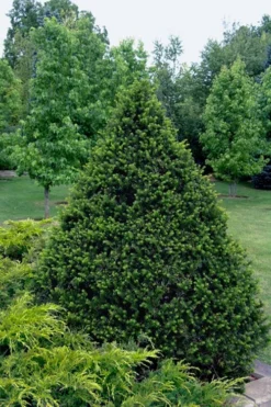 Capitata Upright Yew (Taxus Cuspidata) - 6 Gallon Pot -OLALA Plant Shop taxus cuspidata capitata upright japanese yew 4