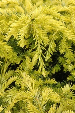 Sunburst Yew (Taxus X Media) - 2 Gallon Pot -OLALA Plant Shop taxus media sunburst yew 1