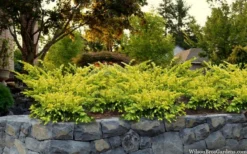 Sunburst Yew (Taxus X Media) - 2 Gallon Pot -OLALA Plant Shop taxus x media sunburst yew 7