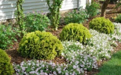 Anna's Magic Ball Arborvitae (Thuja) - 3 Gallon Pot -OLALA Plant Shop thuja annas magic ball arborvitae 1