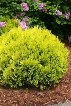 Anna's Magic Ball Arborvitae (Thuja) - 3 Gallon Pot -OLALA Plant Shop thuja annas magic ball arborvitae 4