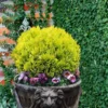 Anna's Magic Ball Arborvitae (Thuja) - 3 Gallon Pot